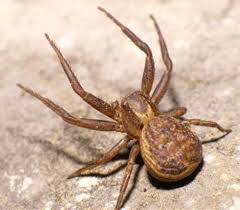 Attēlu rezultāti vaicājumam “Xysticus bifasciatus female”