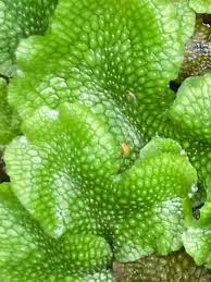 Attēlu rezultāti vaicājumam “Conocephalum salebrosum sporophyte”