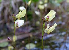 Attēlu rezultāti vaicājumam “Tragopogon heterospermus bud”