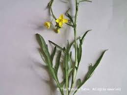 Attēlu rezultāti vaicājumam “Diplotaxis tenuifolia bud”