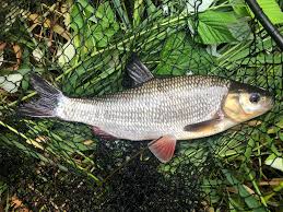 Attēlu rezultāti vaicājumam “Leuciscus idus”