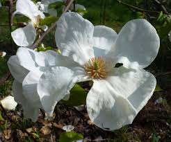Attēlu rezultāti vaicājumam “Magnolia kobus flower”