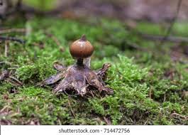 Attēlu rezultāti vaicājumam “Geastrum pectinatum”
