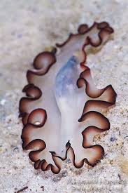 Attēlu rezultāti vaicājumam “Plathelminthes”