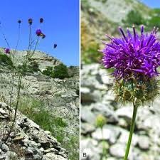 Attēlu rezultāti vaicājumam “Centaurea phrygia bud”