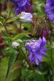 Attēlu rezultāti vaicājumam “Campanula trachelium bud”
