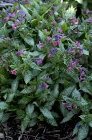 Attēlu rezultāti vaicājumam “Pulmonaria saccharata leaf”
