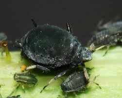 Attēlu rezultāti vaicājumam “Aphis fabae”