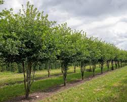 Attēlu rezultāti vaicājumam “Crataegus”