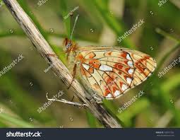 Attēlu rezultāti vaicājumam “Clossiana euphrosyne”