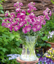 Image result for Levkoje