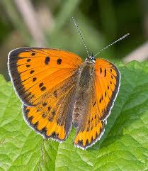 Attēlu rezultāti vaicājumam “Lycaena dispar underside”