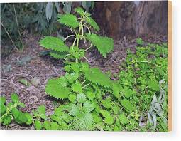 Attēlu rezultāti vaicājumam “Urtica urens”