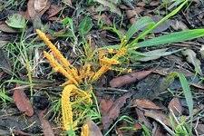 Attēlu rezultāti vaicājumam “Fuligo candida plasmodium”