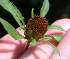 Attēlu rezultāti vaicājumam “Bidens frondosa fruit”