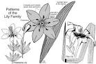<b>Liliaceae</b>: Wildflowers of the Lily Family. Pictures and help with