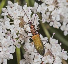 Attēlu rezultāti vaicājumam “Chrysanthia geniculata”