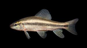 Image result for Minytrema melanops