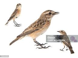 Attēlu rezultāti vaicājumam “Saxicola rubetra juvenile”