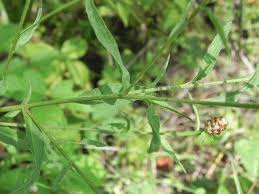 Attēlu rezultāti vaicājumam “Centaurea jacea leaf”