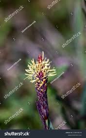 Attēlu rezultāti vaicājumam “Carex caryophyllea flower”