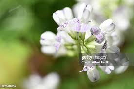 Attēlu rezultāti vaicājumam “Vicia sylvatica flower”