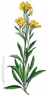 Attēlu rezultāti vaicājumam “Erysimum hieracifolium flower”