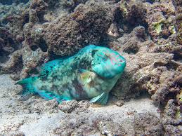 Image result for Calotomus carolinus