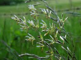 Attēlu rezultāti vaicājumam “Helictotrichon pubescens”