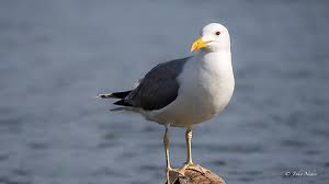 Image result for Larus cachinnans