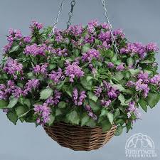 Attēlu rezultāti vaicājumam “Lamium maculatum flower”