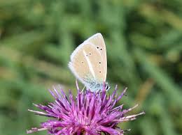 Attēlu rezultāti vaicājumam “Agrodiaetus damon underside”