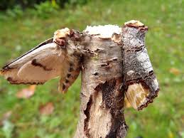 Attēlu rezultāti vaicājumam “Phalera bucephala”