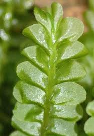 Attēlu rezultāti vaicājumam “Plagiochila asplenioides”