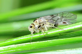 Attēlu rezultāti vaicājumam “Psocoptera”