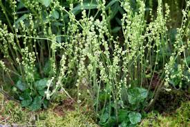 Attēlu rezultāti vaicājumam “Saxifragaceae”