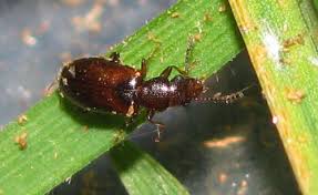 Attēlu rezultāti vaicājumam “Ptinus sp. male”