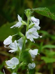 Image result for Veronica officinalis