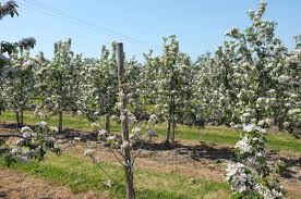 Attēlu rezultāti vaicājumam “Malus domestica”