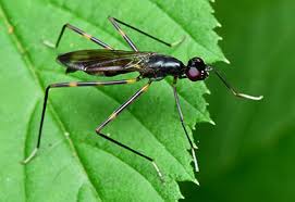 Attēlu rezultāti vaicājumam “Micropezidae”