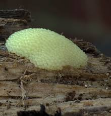 Attēlu rezultāti vaicājumam “Stemonitis flavogenita”