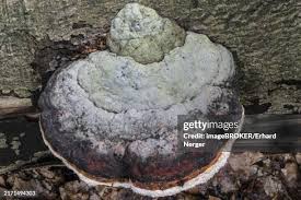 Attēlu rezultāti vaicājumam “Phlebia centrifuga”