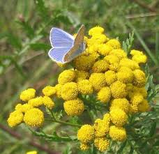 Attēlu rezultāti vaicājumam “Tanacetum vulgare flower”