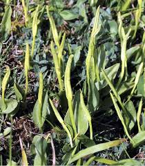Attēlu rezultāti vaicājumam “Ophioglossum vulgatum”