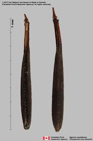 Attēlu rezultāti vaicājumam “Anthriscus sylvestris bud”