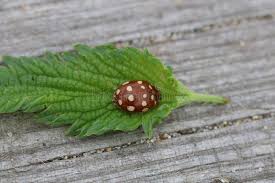 Attēlu rezultāti vaicājumam “Calvia quatuordecimguttata”