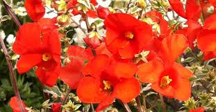 Image result for Alonsoa liniflora