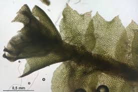 Attēlu rezultāti vaicājumam “Leiocolea collaris”