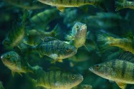 Image result for Perca flavescens