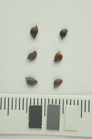 Attēlu rezultāti vaicājumam “Ranunculus polyanthemos”